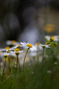 Close-up of yellow flowering plant