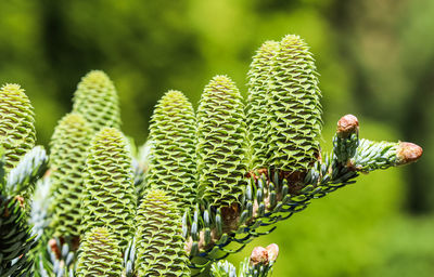 Close-up of plant