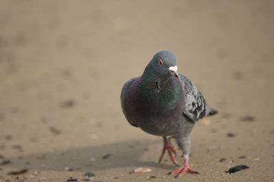 Close-up of bird perching on sand