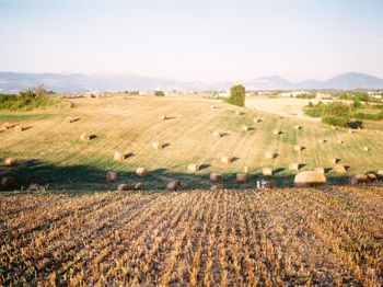 Scenic view of agricultural field against clear sky