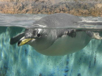 Penguin swimming in sea