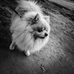 High angle portrait of a dog