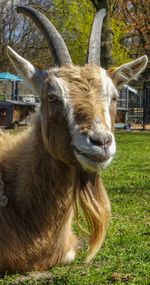 Close-up portrait of a horse on field