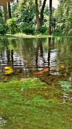 Reflection of trees in lake