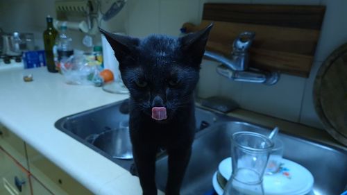 Cat drinking glasses on table