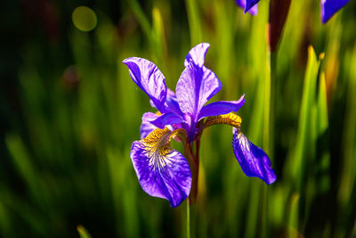 Close-up of purple flowering plant