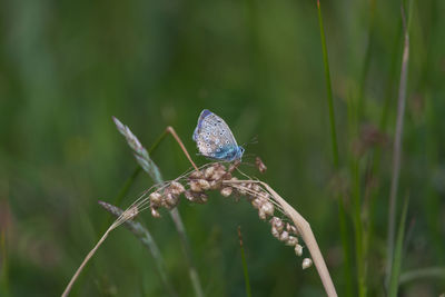 Close-up of butterfly on grass, side profile of common blue butterfly against dark background.
