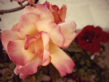 Close-up of pink rose