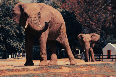 Elephant's 