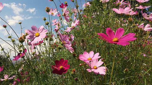 Close-up of pink flowering plants on field