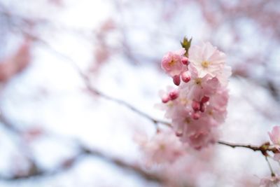 Close-up of pink cherry blossom tree