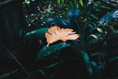 High angle view of maple leaf on land