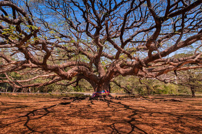 Bare tree on field against sky