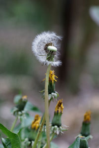 Close-up of white dandelion flower