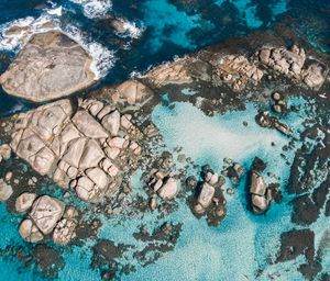 High angle view of coral in sea