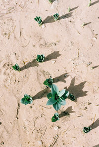 High angle view of flowering plant on sand