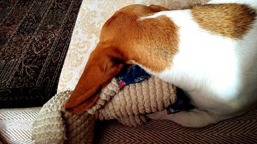 Close-up of dog sleeping at home