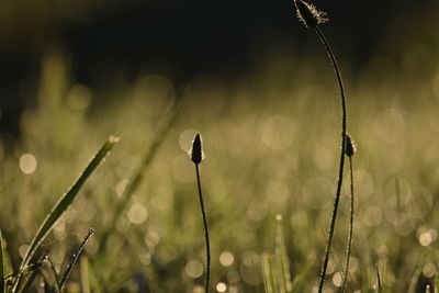 Close-up of wet plant on land