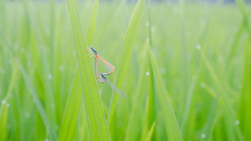 Close-up of insect on grass