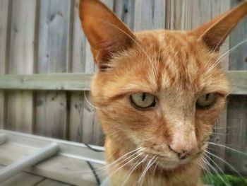 Close-up portrait of cat