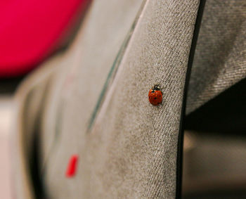 Ladybug on a stroller