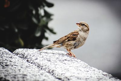 Close-up of sparrow perching on rock