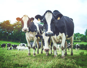 Cows on field