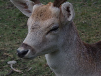 Close-up of deer on field