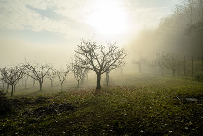 Ghostly trees immersed in the autumn mist among the hills and fields of villaga, vicenza, italy