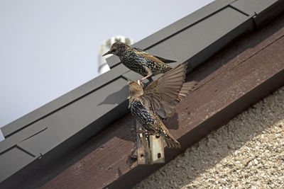 Close-up of a bird