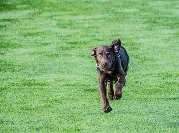 Dog running on grassy field