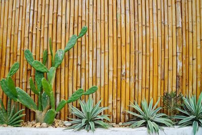 Close-up of potted plant against wall