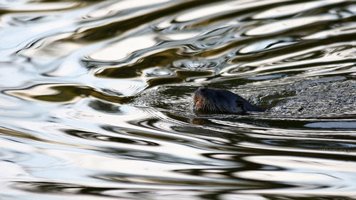 High angle view of duck swimming in lake