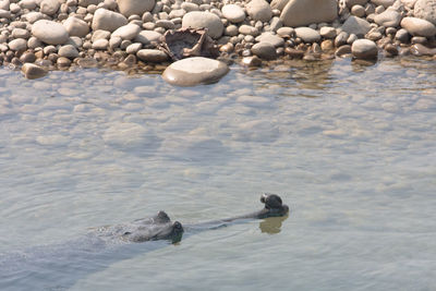 High angle view of ducks swimming in sea