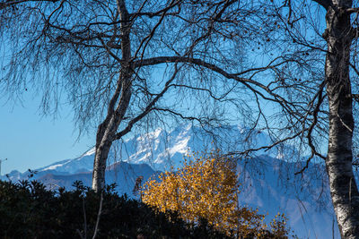 Low angle view of bare trees against sky