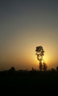 Silhouette of trees at sunset