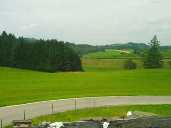 Trees on grassy field