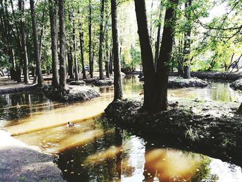 Trees by river in forest