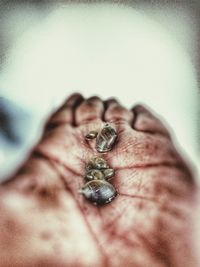 Close-up of hand holding insect