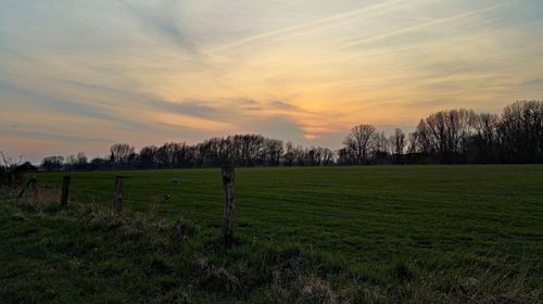 Scenic view of grassy field against sky