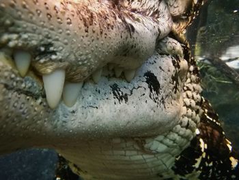 Close-up of turtle in water
