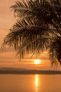 Silhouette palm tree by sea against sky during sunset