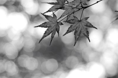 Close-up of maple leaves