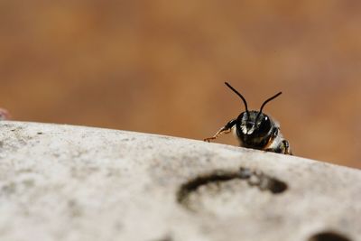 Close-up of insect on rock