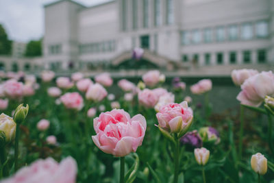 Close-up of pink tulips