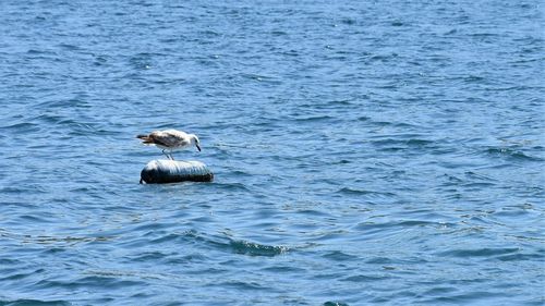 High angle view of seagull swimming in sea