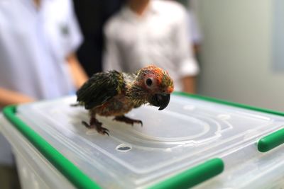 Close-up of bird perching on table