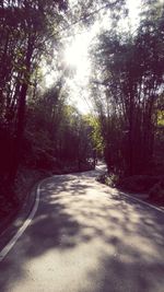 Trees in sunlight