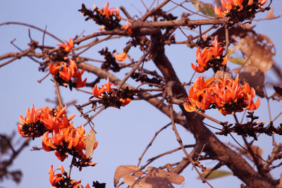Low angle view of flowering plant against orange sky