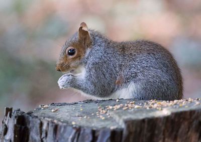 Close-up of squirrel eating outdoors